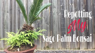 How to  Repotting My Sago Palm Bonsai [upl. by Kung774]