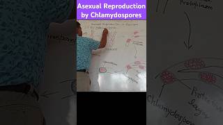 Asexual Reproduction in Rhizopus by Chlamydospores [upl. by Noemad858]