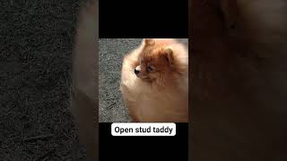 doglover pomchi punjabison poms poms punjabimusic pets pomchi doglover pomshi toypombaby [upl. by Llemij]