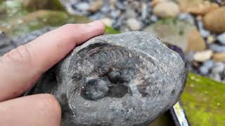 Finding rare ammonites in Ravenscar [upl. by Rutan]