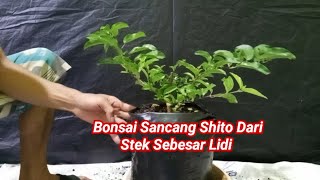 Cara Membuat Bonsai Sancang Shito Dari Stek Sebesar Lidi 🔥🔥🔥 [upl. by Latihs]