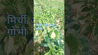 मिर्ची और बंधा गोभीfarming shortsvideo shots viral trending kisan Bandha gobhiagriculture [upl. by Annail]