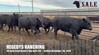 HEGEDYS RANCHING 95 Black Bred Heifers Due April 5th [upl. by Aicatsal]