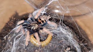 Chromatopelma cyaneopubescens moult 2 Feeding time [upl. by Warren]