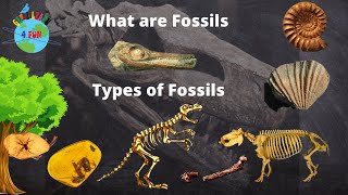 What is a Fossil  Types of Fossils  How are Fossils formed  Educational video for Kids [upl. by Kristofor]