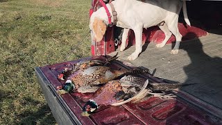 South Dakota Pheasant Hunting  October 2023 [upl. by Nahgaem118]