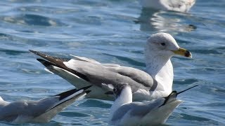 Armenian Gull Larus armenicus 4cy in flight [upl. by Alim895]