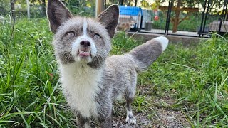 More saved foxes experience life outside a wire cage [upl. by Guyon]