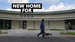 SPCAs New Home  CNA Insider [upl. by Ennadroj]