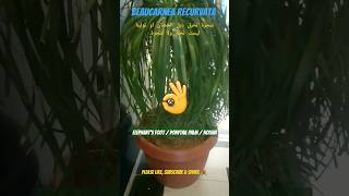 Nolina nolina elephantfoot ponytailpalm plants interiorplants shorts [upl. by Alehtse]