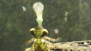 one of the best designed fishing tackles Dragonfly nymph hunts Libellenlarve bei der Jagd [upl. by Brockwell]