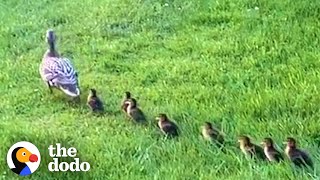 Mama Duck Waits Patiently For Neighbors To Rescue Her Babies  The Dodo [upl. by Yessydo]