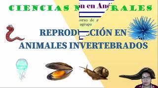 Reproducción de animales vertebrados e invertebrados [upl. by Odravde202]