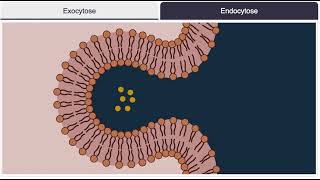 Endocytose exocytose [upl. by Adlesirk]