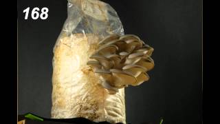 Time Lapse Oyster Mushrooms [upl. by Wobniar]