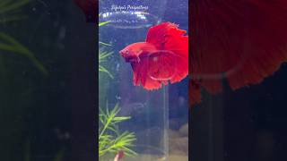 Male betta fish Vs female betta 🙀 shorts breeding fighterfish [upl. by Anilos]