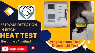 Progesterone Test In Dogs  Estrous Detection  Heat Test In Bitch  Pioneer Pets Hospital [upl. by Aibar]