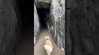 Lucky Golden Retriever the Cautious Cave Explorer [upl. by Ileane955]