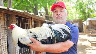 Granja El Canario En Fort Worth Texas [upl. by Marva776]