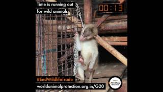 Stop abusing wild animals They deserve freedom End wildlife trade forever [upl. by Charleton509]