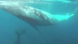 Humpback Whale Singing Hervey Bay 2014 [upl. by Atsyrk]