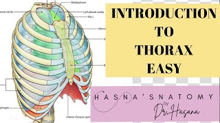 Introduction to Thorax  Sternum Ribs Vertebra  Definition  Shape of thorax [upl. by Atterahs]