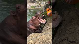 Why dont crocodiles attack hippos facts shots vairal [upl. by Ron]