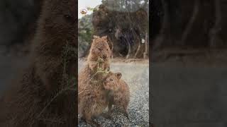 Quokka is the Happiest Animal on Earth Animal Facts and Trivia [upl. by Akram]