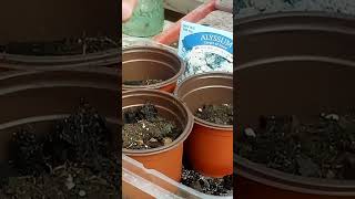 planting dollar tree alyssum seeds in the green house 5 minutes in the garden ASMR nature garden [upl. by Meeka]