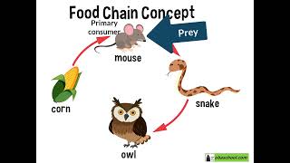 Populations in Ecosystems – 112 Predation – Predatorprey Relationship [upl. by Adlai164]