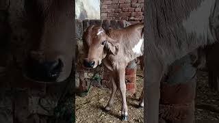 Bachdicalf heifer Hg Gir Shaiwal viralvideo cow bhagylakshmi animaldog animals labrador [upl. by Anehsuc887]