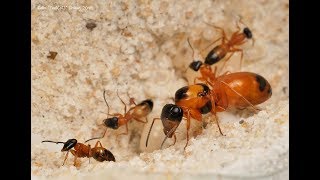 Strobe ant Opisthopsis Rufithorax family munches on cricket parts [upl. by Gillie905]