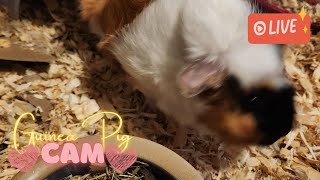 🔴 The one where Mam is back  Guinea Pig Cam 25 Oct 2024 [upl. by Alimat998]