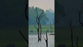 Boating and Trekking in Thekkady Forest Kerala [upl. by Bullen]