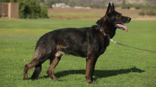 ALL ABOUT THE WORKING GERMAN SHEPHERD DOG [upl. by Latini]