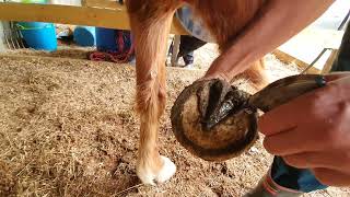 Recognizing thrush in your horses hooves and how to deal with it [upl. by Chaunce]