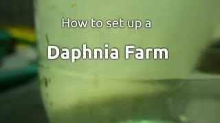 Establishing a daphnia farm [upl. by Adrianna312]