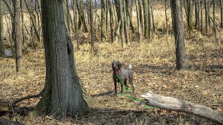 Introducing the Wirehaired Pointing Griffon Upland Bird Huntings Versatile Partner [upl. by Foscalina]