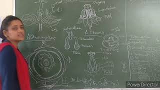 Bsc 3rd Asclepiadaceae family [upl. by Bradleigh]