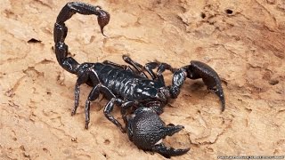 All about scorpions [upl. by Oine591]