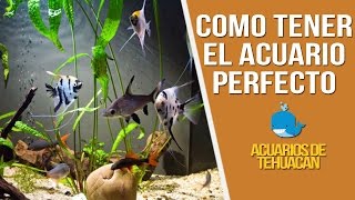 10 REGLAS PARA UN ACUARIO SANO [upl. by Atiekan811]