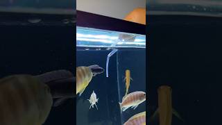 African Cichlid Tank pH Test [upl. by Yeldahc594]