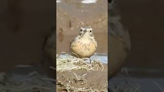 American Pipit Walks Cautiously Along Pond [upl. by Kendell]