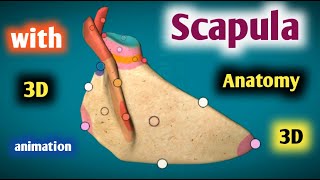 scapula bone anatomy 3d  surfaces  borders  angles  joints [upl. by Eilahtan]