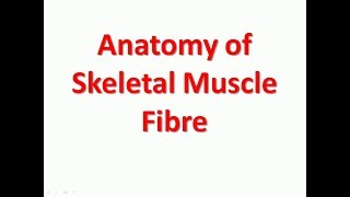 Anatomy of Skeletal Muscle Fibre SImple explaination in short  Bhushan Science [upl. by Ingunna]