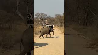 Elephant crossing at Kapama Private Game Reserve in krugernationalpark southafrica gamereserve [upl. by Sigismond260]