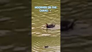 MOORHEN AT WITCHELSTOWE CANAL 🦆🦆🦆 ABAdventuresYT [upl. by Suoivatnod]