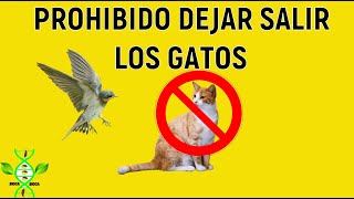 GATOS DOMESTICOS UNA AMENAZA PARA LA FAUNA SILVESTRE [upl. by Aeslahc]