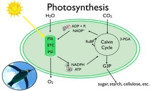 Photosynthesis Fun in the Sun [upl. by Enert]