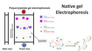 Native gel electrophoresis [upl. by Marolda974]